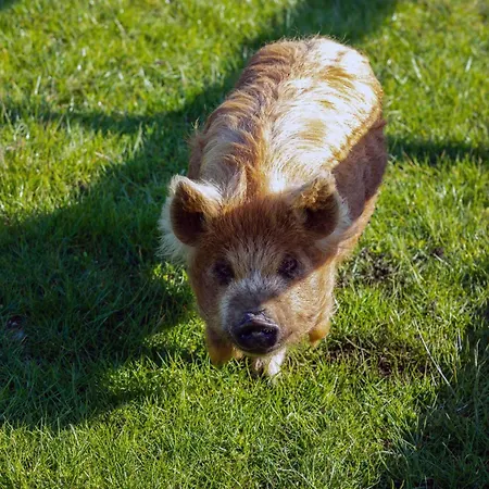 Hidden Acres مالاهايد