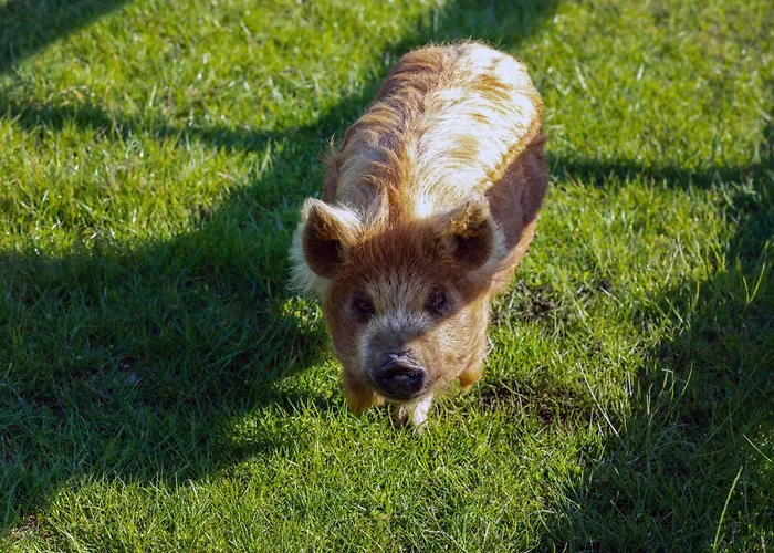 Hidden Acres Malahide